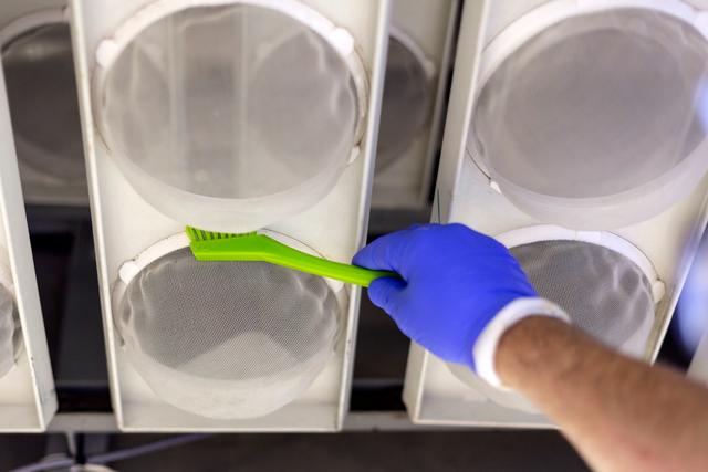 Detail Brush, 205 mm, Very hard, Blue